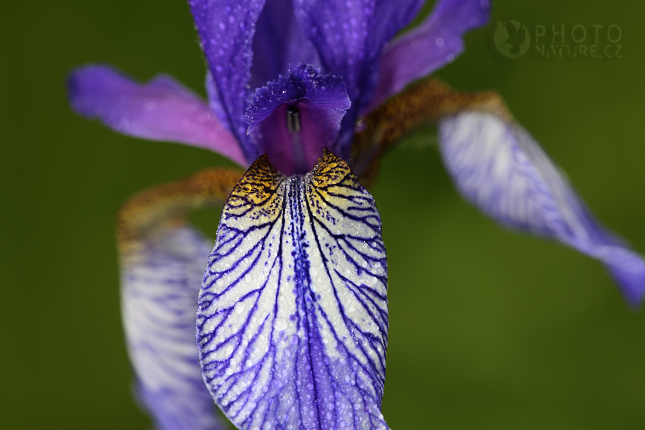 Kosatec sibiřský (Iris sibirica), Česko