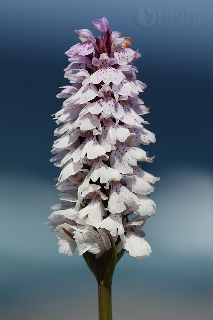 Prstnatec plamatý (Dactylorhiza maculata), Norsko