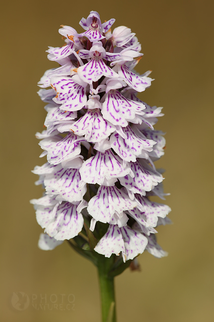 Prstnatec plamatý (Dactylorhiza maculata), Norsko