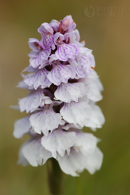 Prstnatec plamatý (Dactylorhiza maculata), Norsko