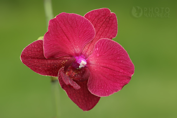 Orchidej Phalaenopsis, Česká Republika