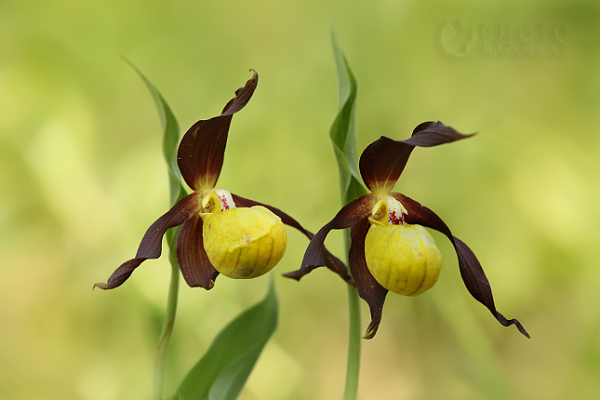 Střevíčník pantoflíček (Cypripedium calceolus), Česká Republika