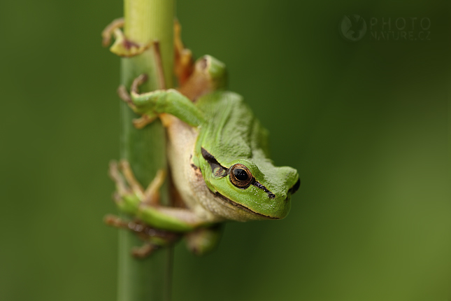 Rosnička zelená (Hyla arborea), Česká Republika