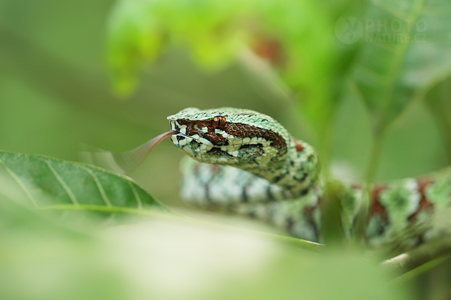 Red-banded Pit viper