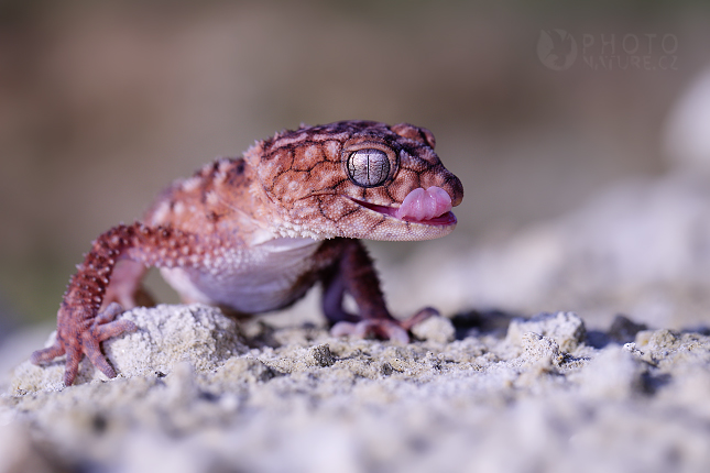 Smooth Knob-tailed Gecko 