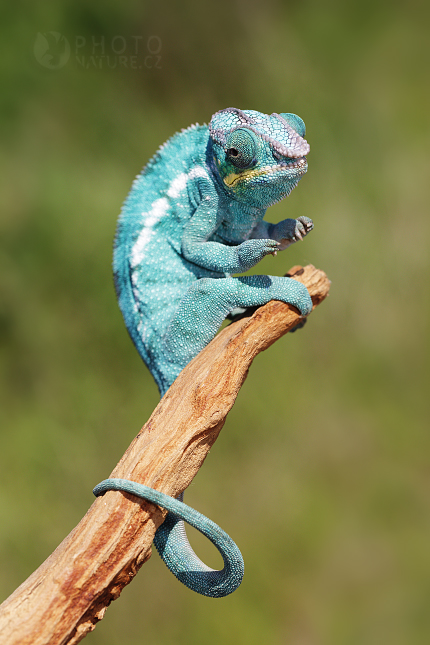 Chameleon