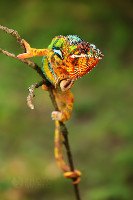 Chameleon