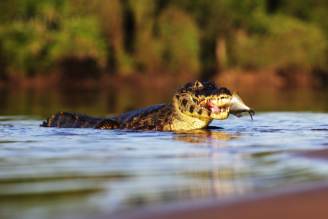 Caiman yacare