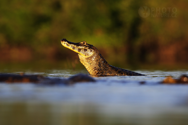 Caiman yacare