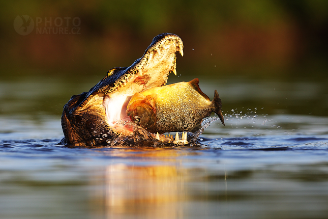 Caiman yacare