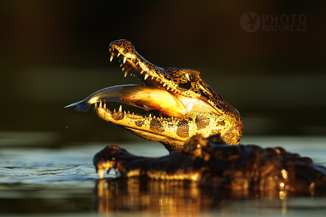 Caiman yacare