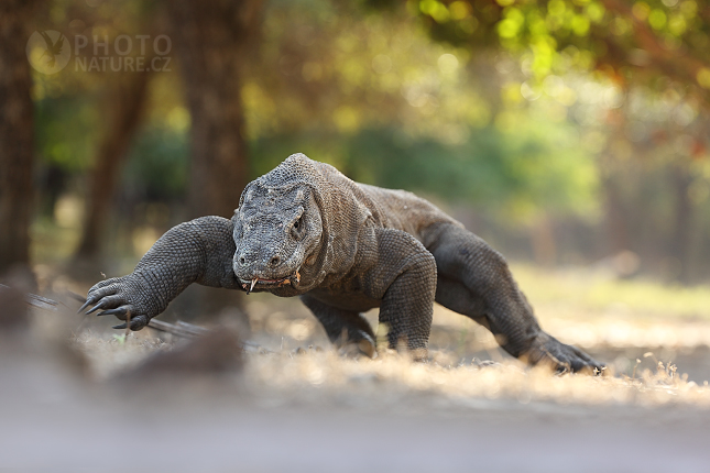 Komodo Dragon