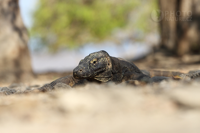 Komodo Dragon