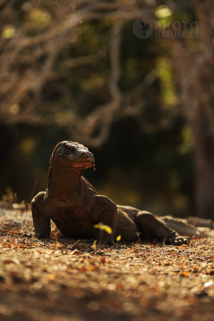 Komodo Dragon