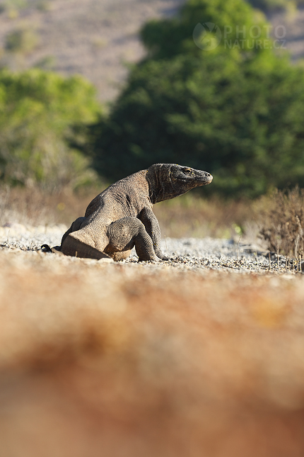 Komodo Dragon