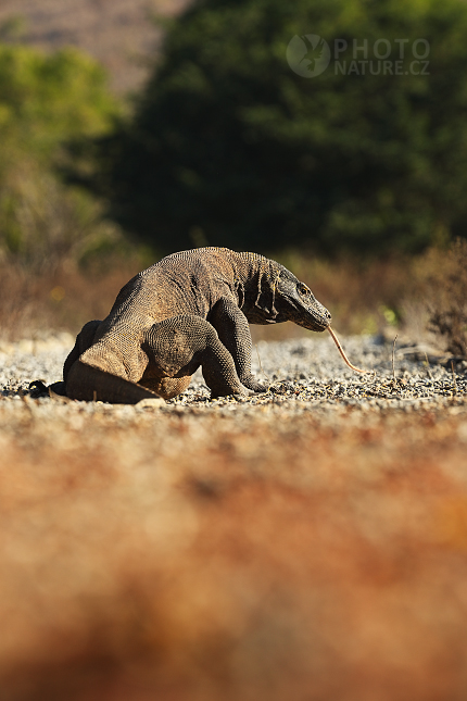 Komodo Dragon