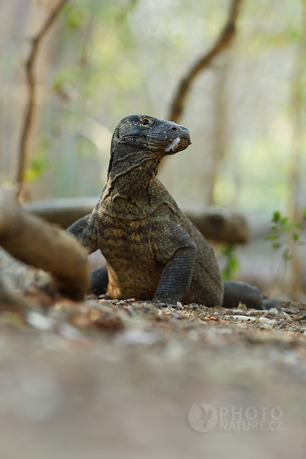 Komodo Dragon