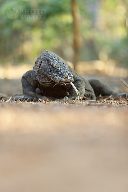 Komodo Dragon