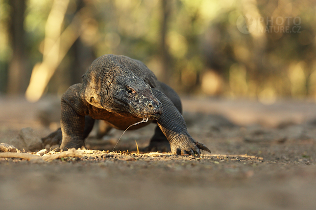 Komodo Dragon