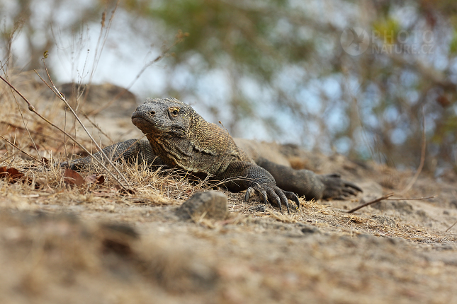 Komodo Dragon