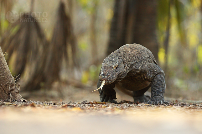 Komodo Dragon