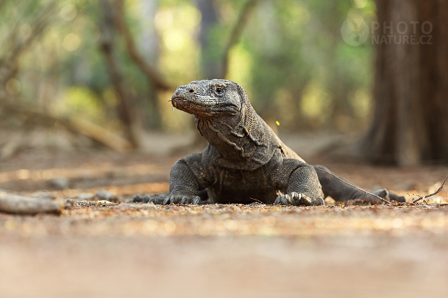 Komodo Dragon