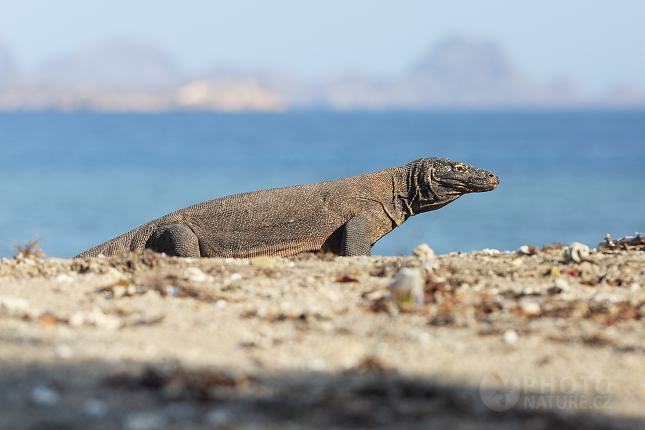 Komodo Dragon