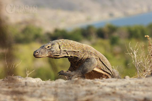 Komodo Dragon