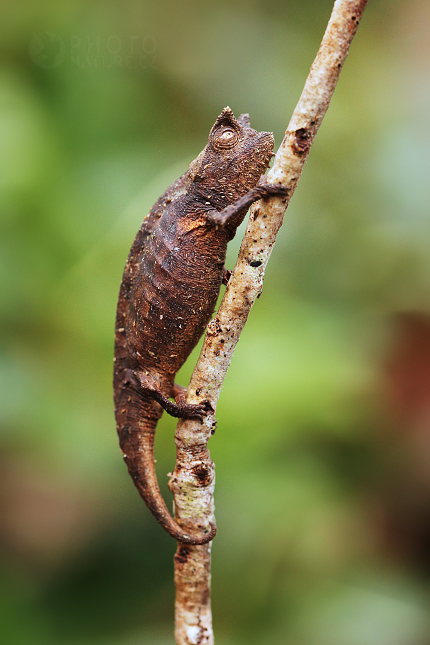 Horned Leaf Chameleon