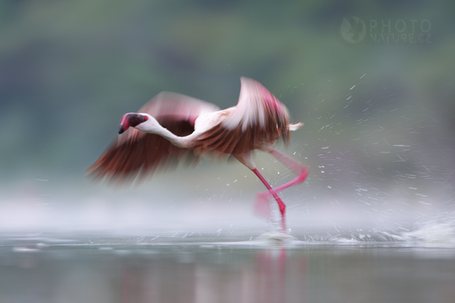 The Lesser Flamingo