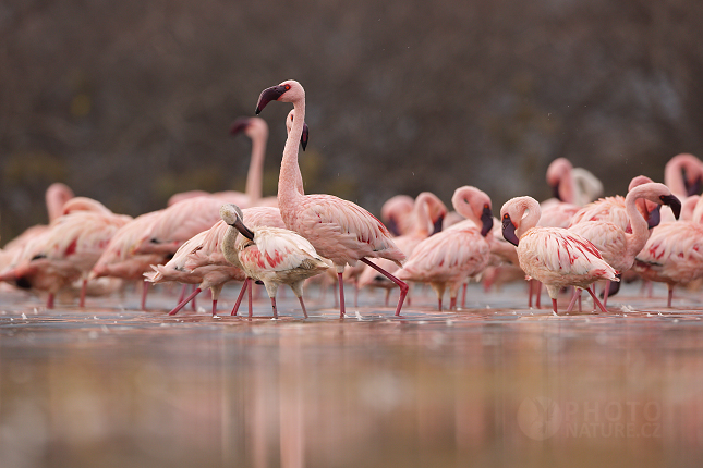 The Lesser Flamingo