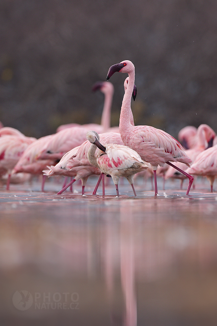 Lesser Flamingo