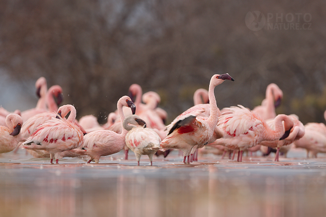 The Lesser Flamingo