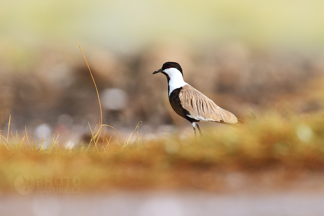 Blacksmith Lapwing 