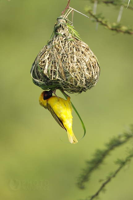 Southern Masked Weaver