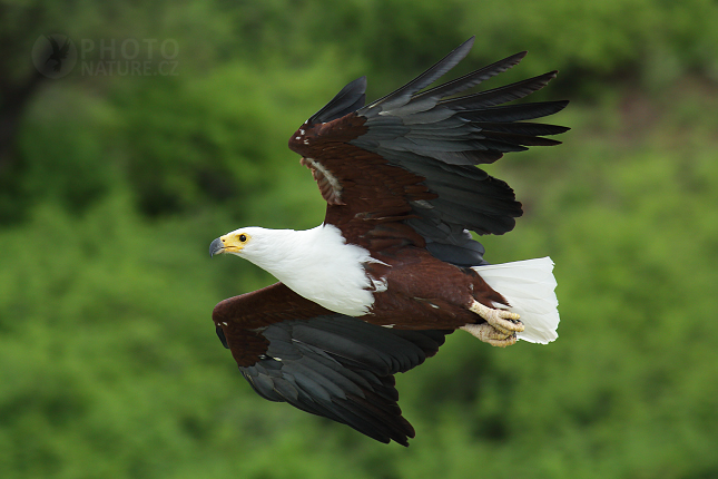 African Fish Eagle