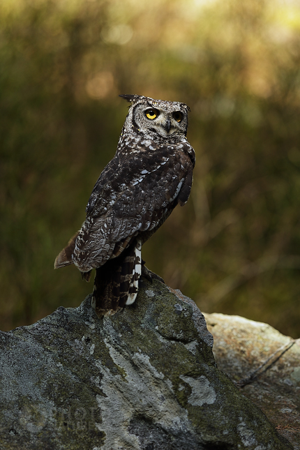 The Spotted Eagle-Owl 