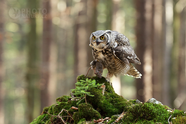 Great Horned Owl