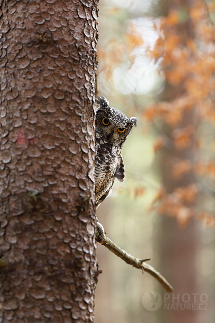 The Spotted Eagle-Owl 