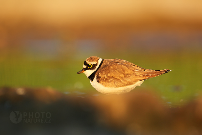 Little Ringed Plover