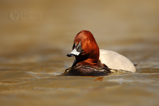 Common Pochard