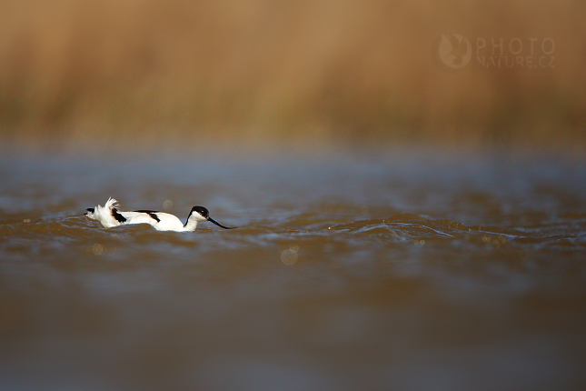 Pied Avocet