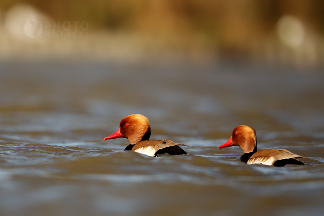 Red-crested Pochard