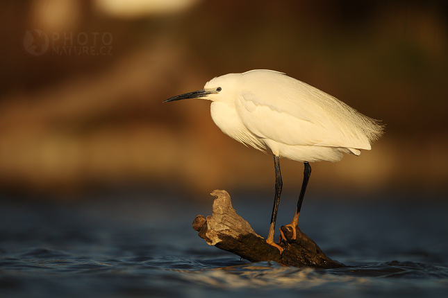 The Little Egret