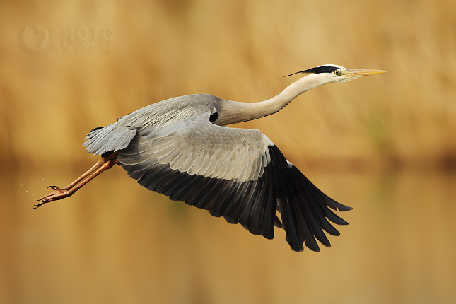 Grey Heron