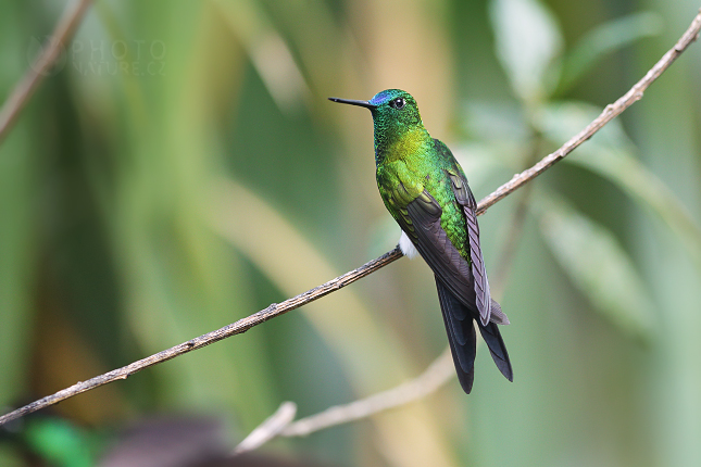 Sapphire-vented Puffleg