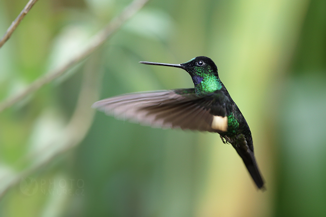 Buff-Winged Starfrontlet