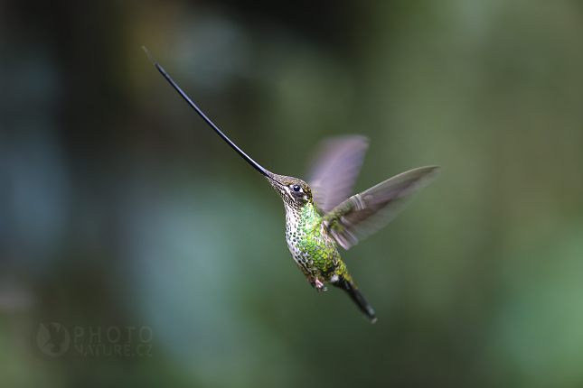 Sword-billed Hummingbird