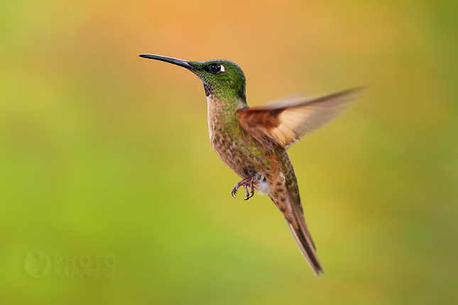 Fawn-breasted Brilliant