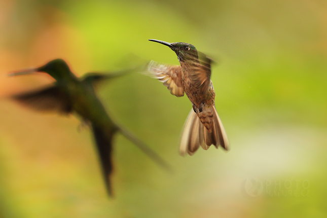 Fawn-breasted Brilliant